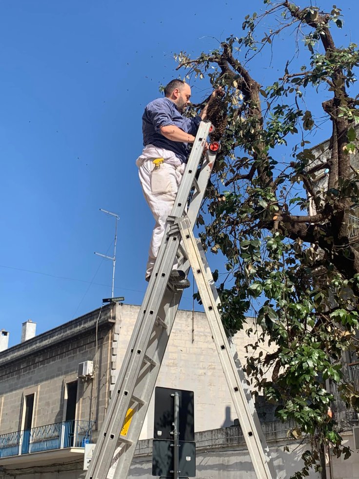Recuperato uno sciame d’api sul piazzale della&nbsp;Chiesa