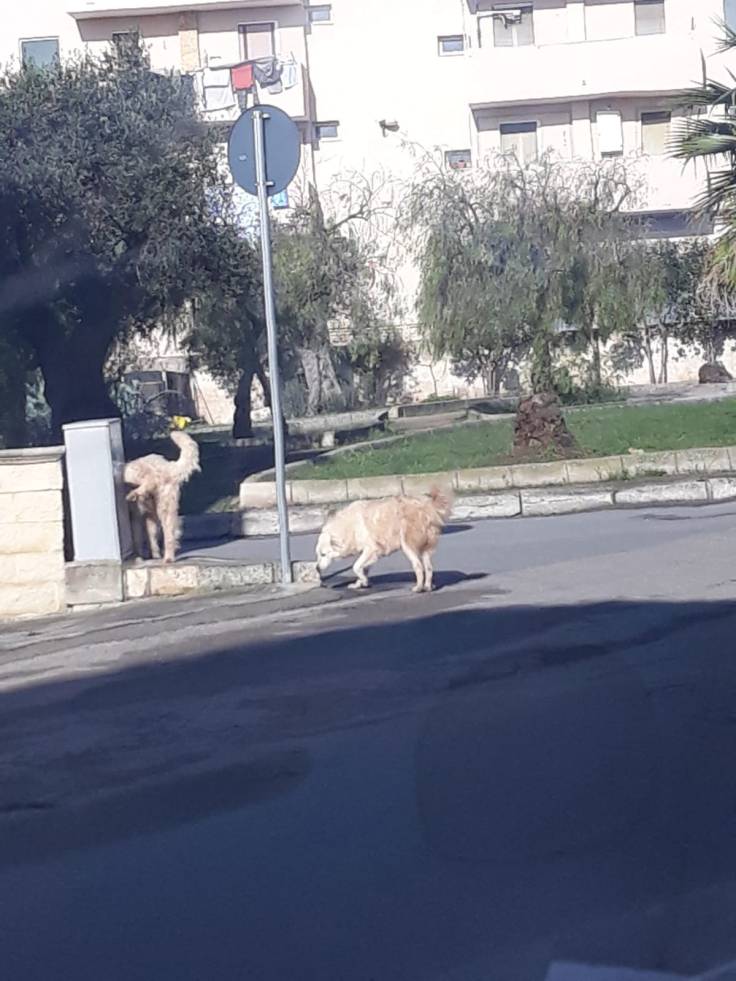 Accalappiati oggi i randagi di Villa&nbsp;Castelli